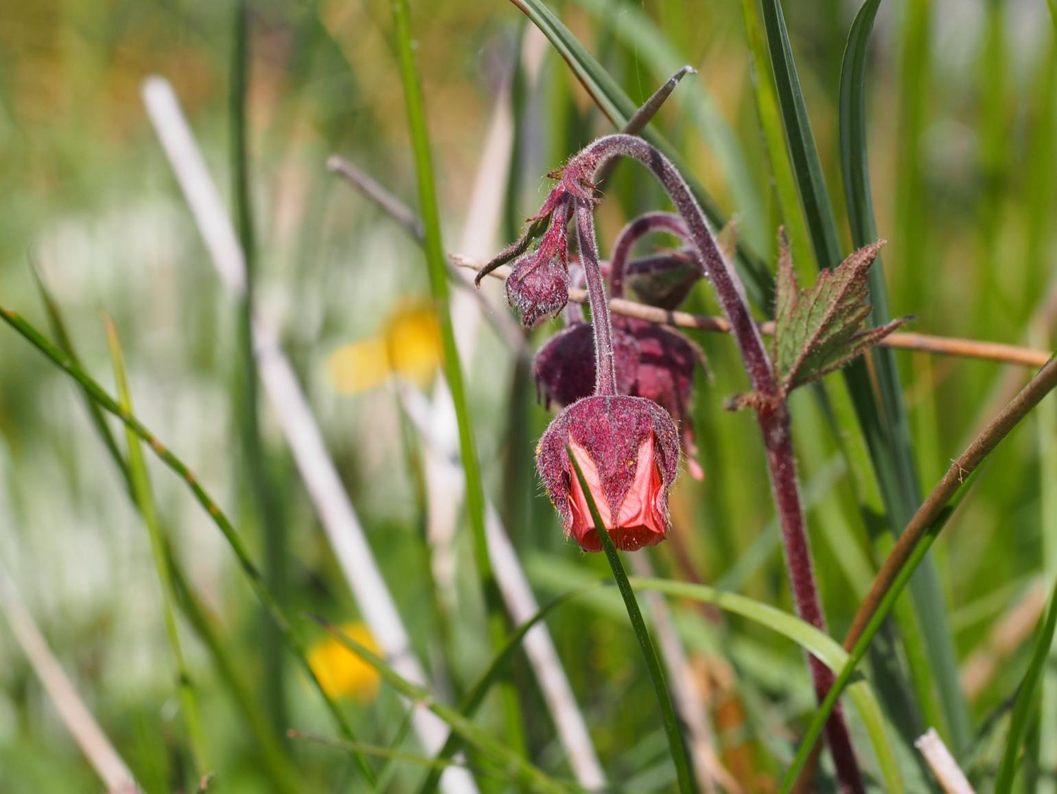 Avens, Water